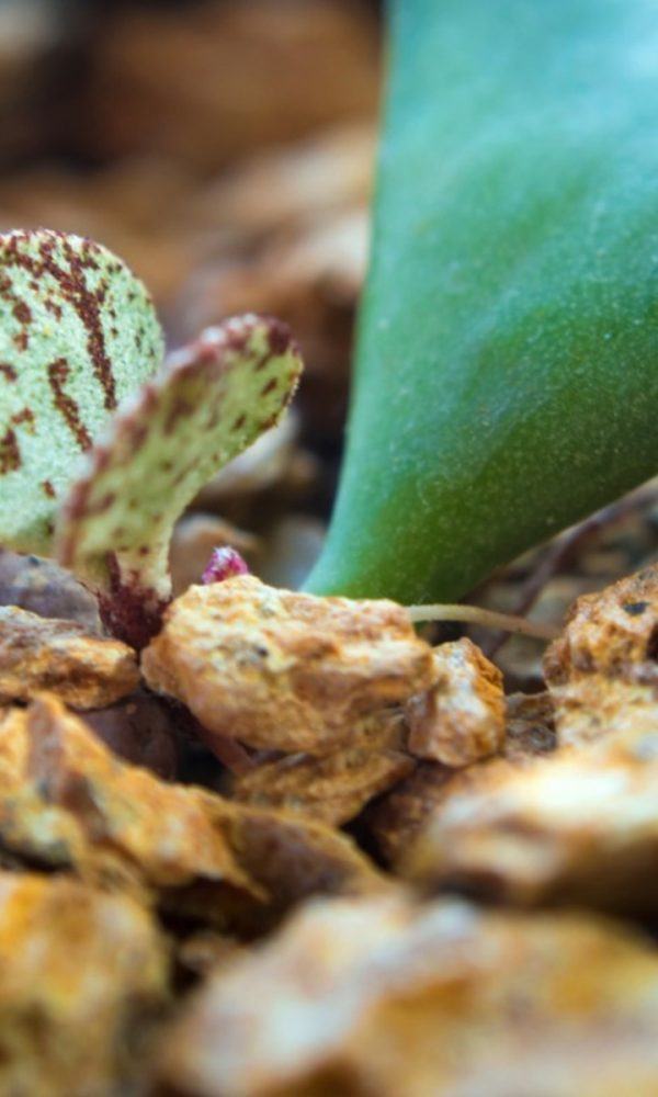 Buruşuk Yapraklı Bitki Nedir – Buruşuk Yapraklı Houseplant Bilgisi