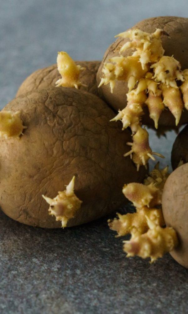 Satın Alınan Patatesleri Depolayabilir misiniz – Satın Alınan Patatesleri Depolayacak