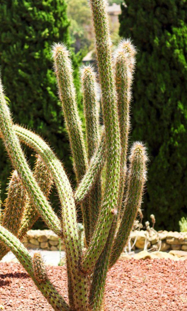 Cleistocactus Kaktüs Nedir – Cleistocactus Cactus Bakım İpuçları