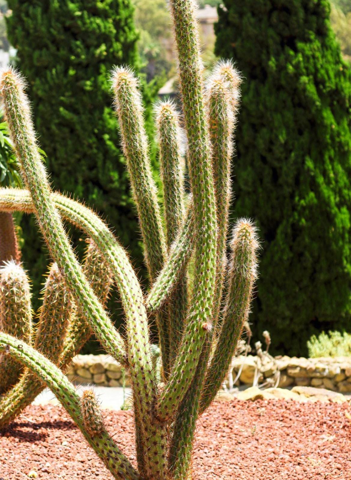 Cleistocactus Kakts Nedir - Cleistocactus Cactus Bakm pular - Trkiye  nin Sukulent ve Kakts Marketi!