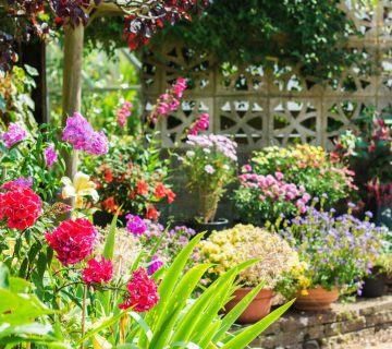 Çiçek Bahçeciliğinin Temelleri: Çiçek Bahçeciliğinde Başarı İçin İpuçları