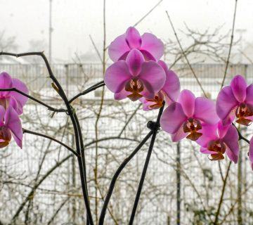 Kış Orkide Gereksinimleri: Kış Boyunca Orkide Büyütmek