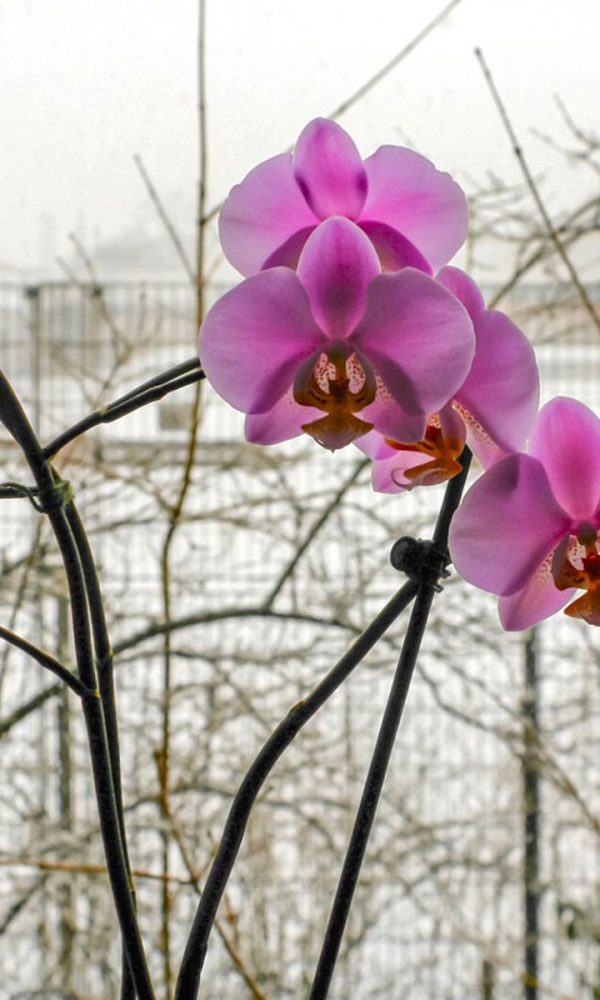 Kış Orkide Gereksinimleri: Kış Boyunca Orkide Büyütmek