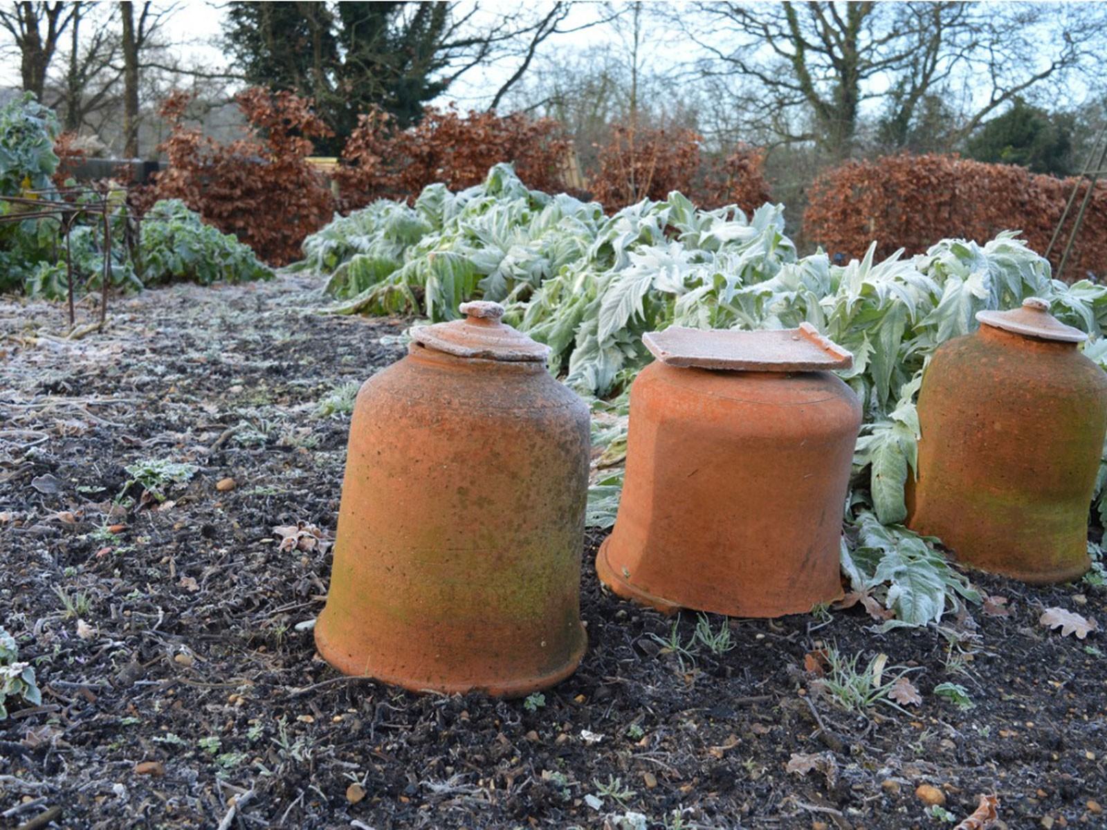 Kışın Büyüyen Zorluk: Kış Bahçesi Motivasyonunu Bulmak