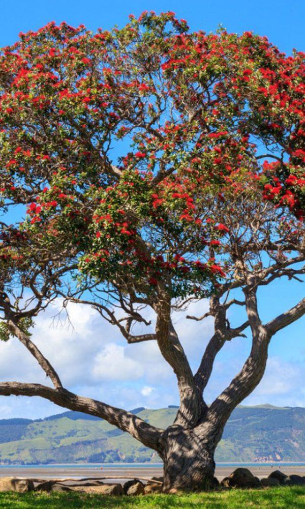 Pohutukawa Bilgisi – Büyüyen Yeni Zelanda Noel Ağaçları
