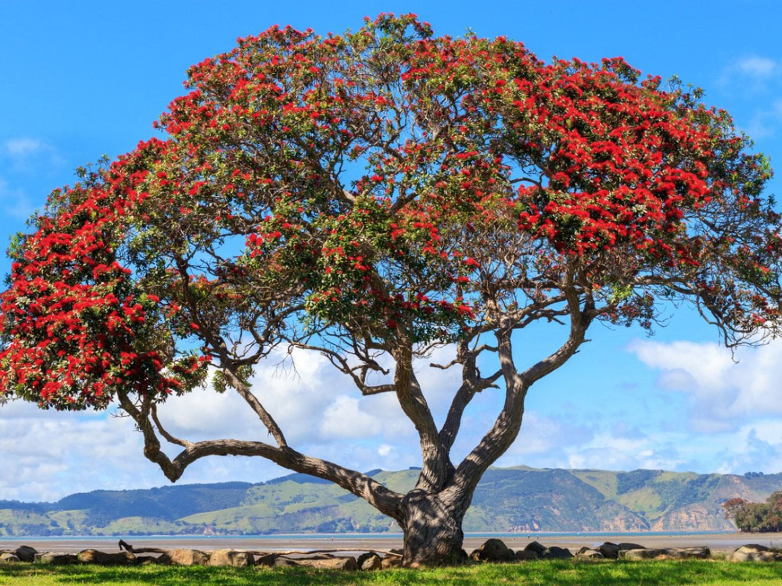Pohutukawa Bilgisi – Büyüyen Yeni Zelanda Noel Ağaçları