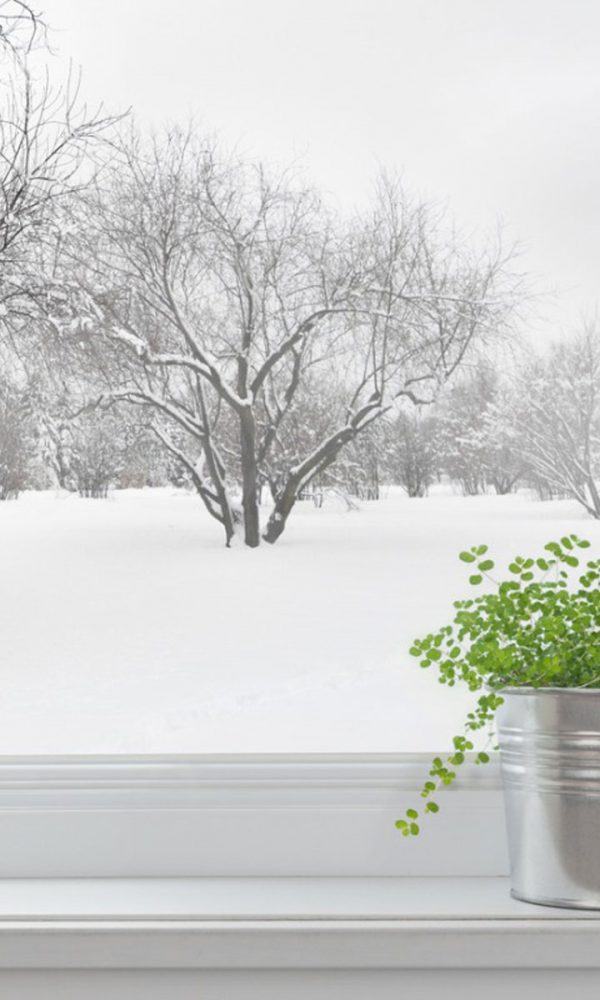 Kışın İçerideki Bahçe: Kapalı Bir Kış Bahçesi Nasıl Dikilir