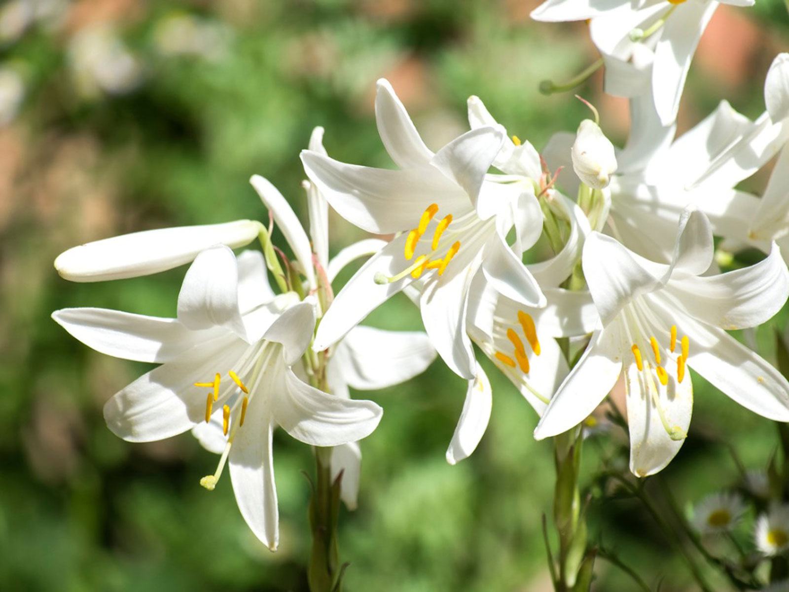 Madonna Lily Flower Madonna Lily Ampullerin Bakımı Nasıl Yapılır