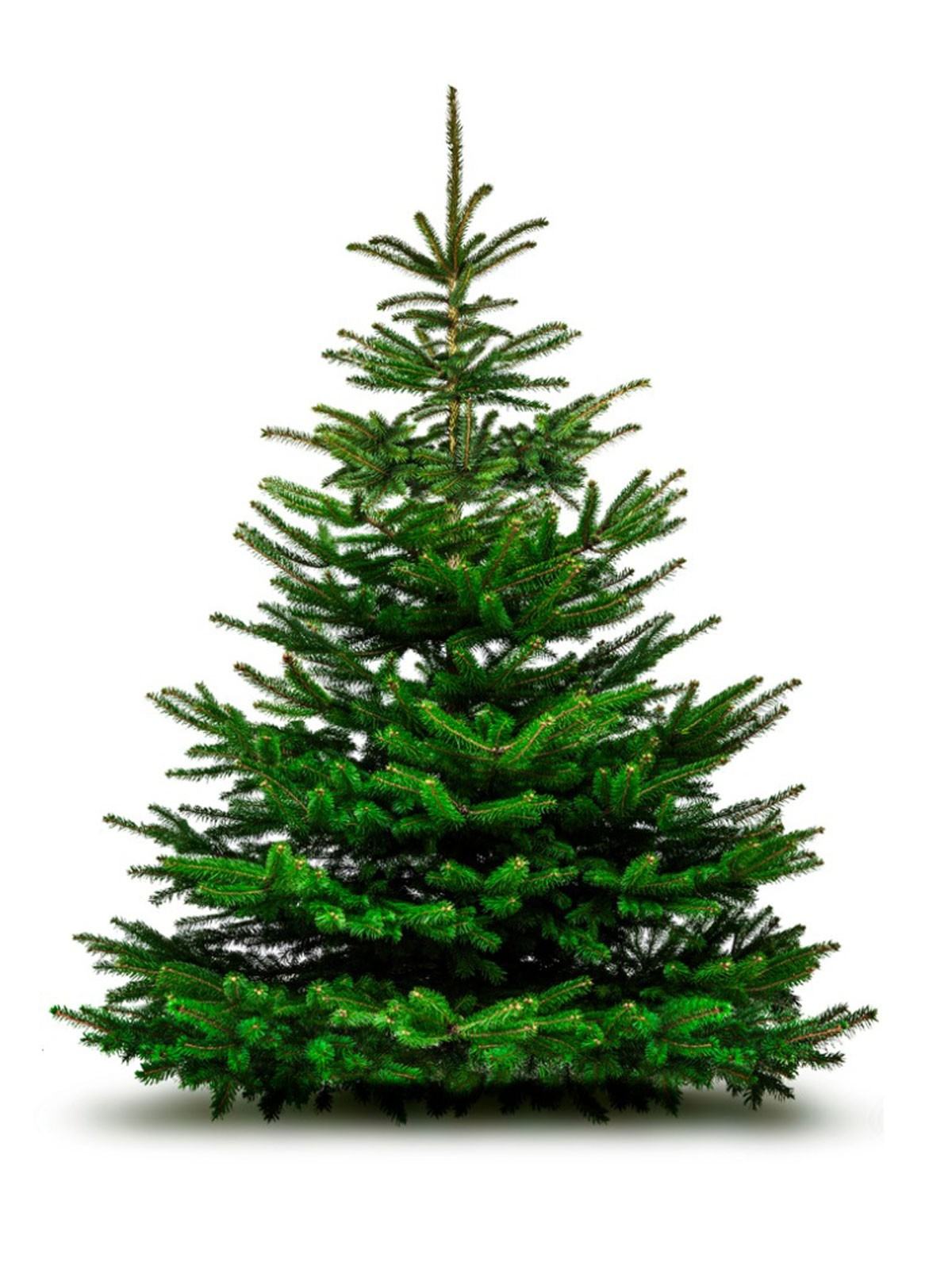Noel Ağacı Zararlıları: Bir Noel Ağacındaki Böcekler Hakkında Ne Yapmalı