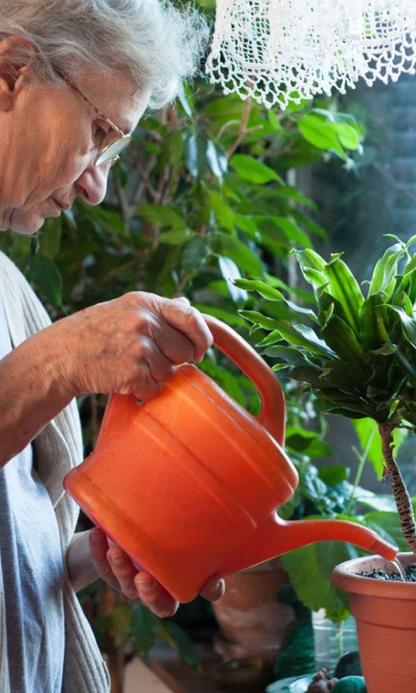 Yaşlılar ve Ev Bitkileri: İç Mekan Kıdemli Bahçe Fikirleri