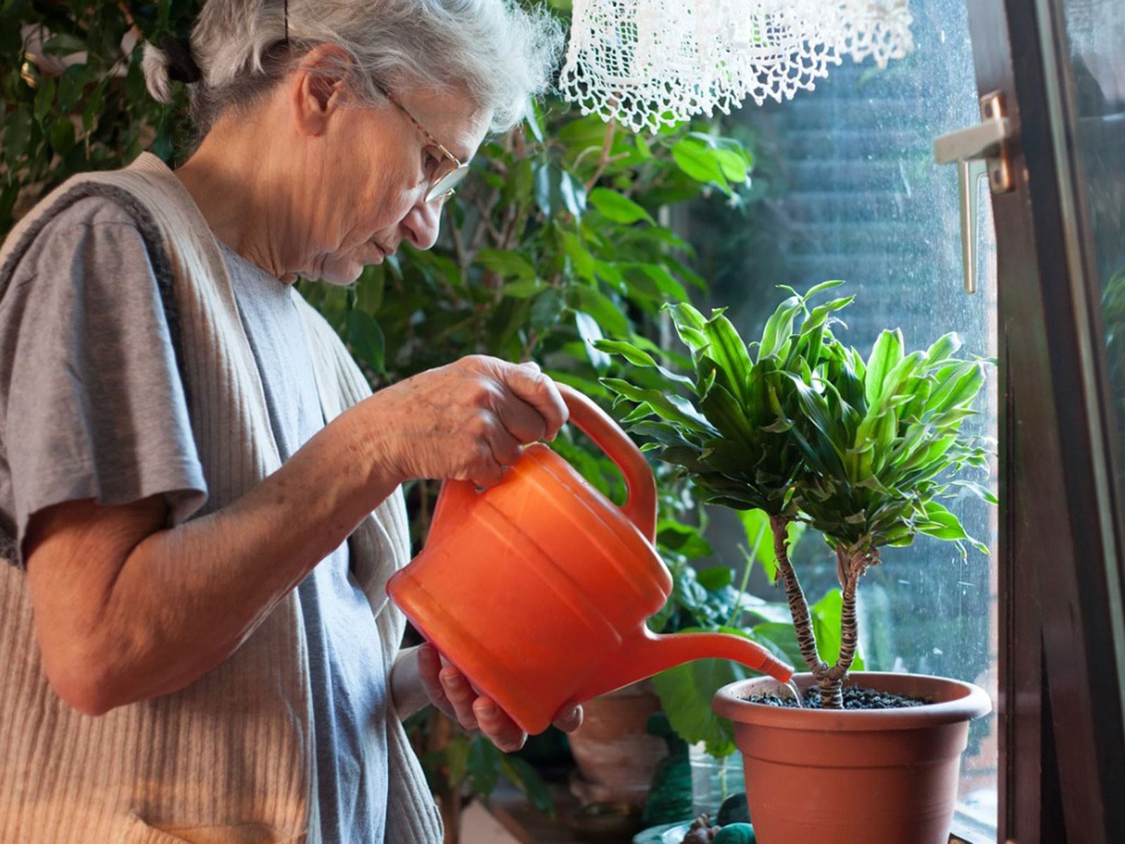 Yaşlılar ve Ev Bitkileri: İç Mekan Kıdemli Bahçe Fikirleri