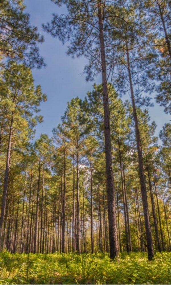 Büyüyen Güney Kozalaklı Ağaçlar – Güney Eyaletlerinde İğne yapraklı Ağaçlar Hakkında Bilgi Edinin