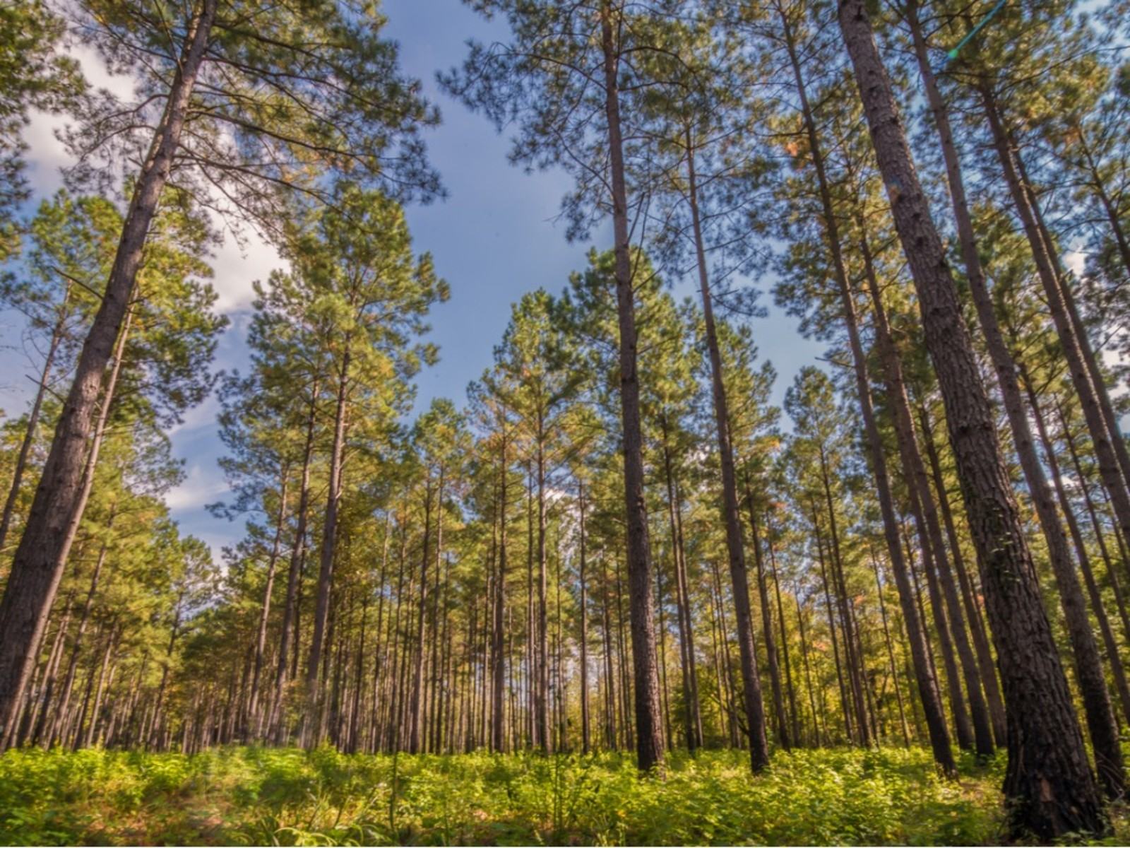 Büyüyen Güney Kozalaklı Ağaçlar – Güney Eyaletlerinde İğne yapraklı Ağaçlar Hakkında Bilgi Edinin