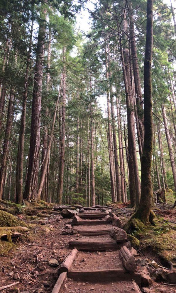 Pacific Northwest Conifers – Pacific Northwest için İğne yapraklı Bitkileri Seçme
