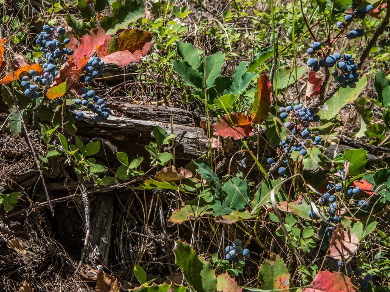 Cascade Oregon Üzüm Fabrikası: Bahçelerde Oregon Üzüm Bakımı Hakkında Bilgi Edinin