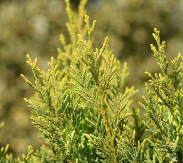 Altın Selvi Bakımı: Altın Leyland Selvi Ağaçları Nasıl Yetiştirilir