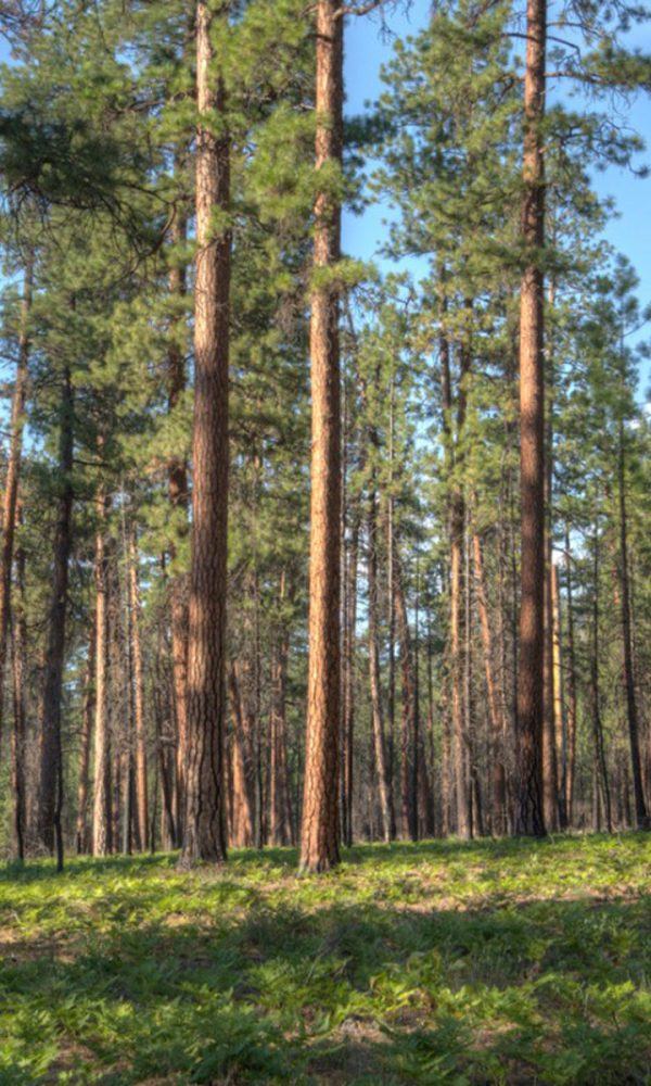 Batı Kuzey Merkez Kozalaklı Ağaçlar: En İyi Kuzey Ovaları Kozalaklı Ağaçlar Nelerdir?