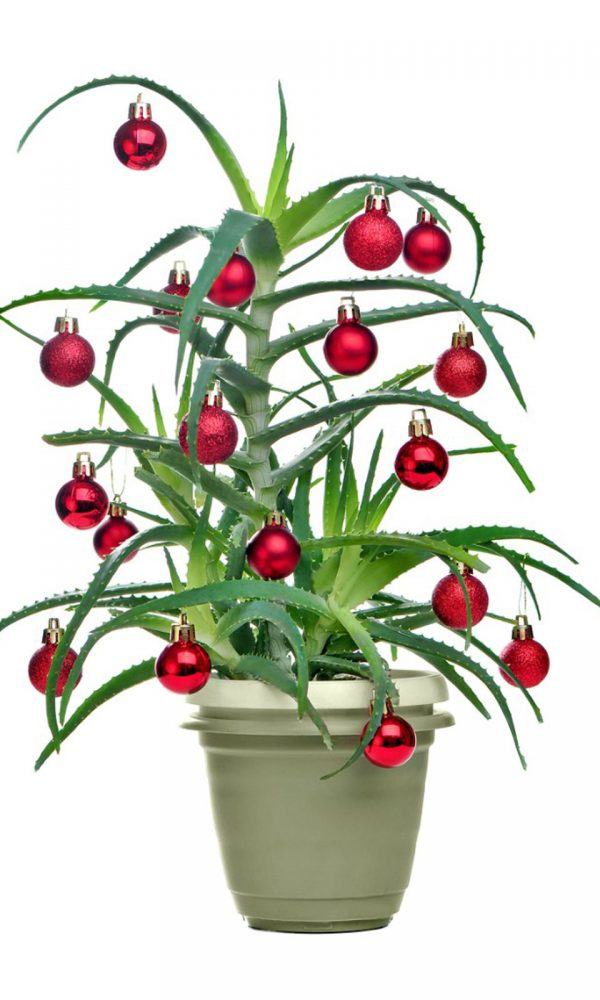 Olağandışı Noel Ağaçları: Büyüyen Noel Ağacı Alternatifleri