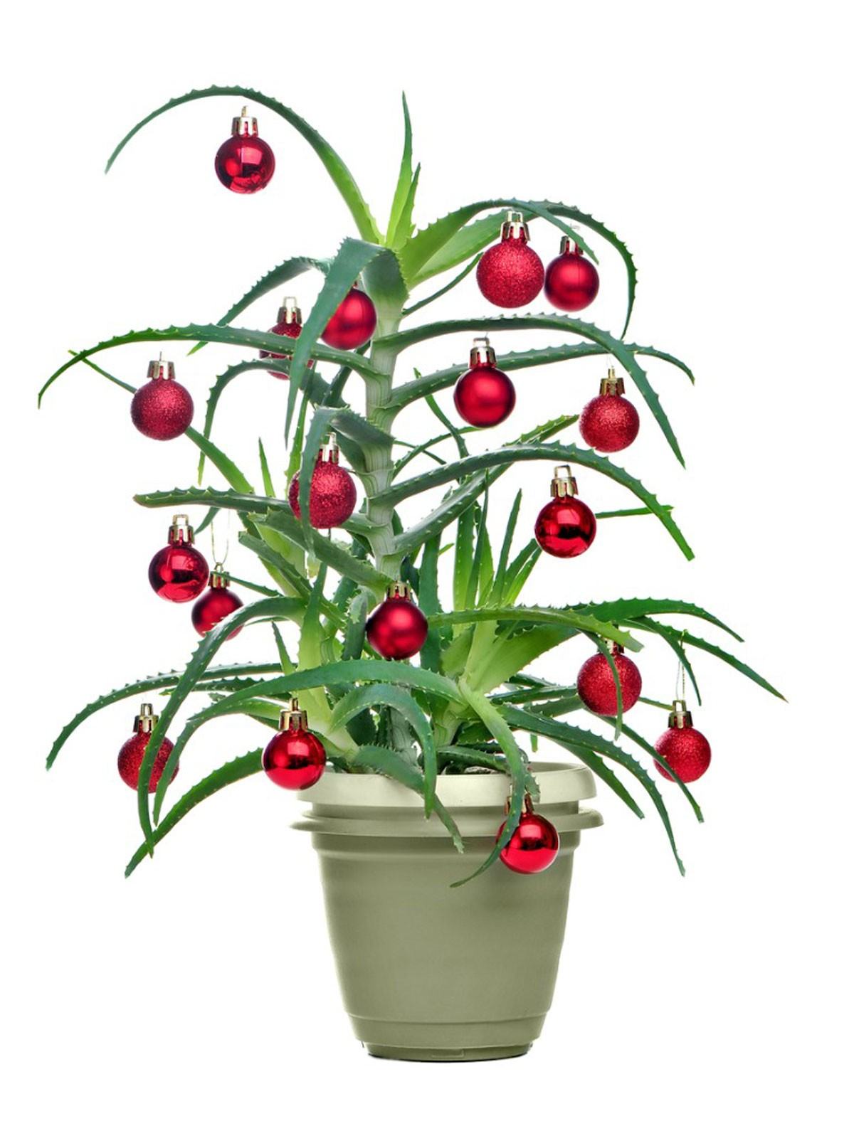 Olağandışı Noel Ağaçları: Büyüyen Noel Ağacı Alternatifleri
