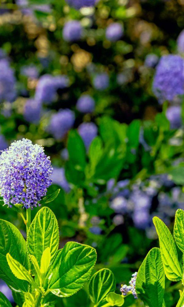 Pacific Northwest Evergreens – Kuzeybatı Bahçeleri İçin Yaprak Dökmeyen Çalıların Seçimi