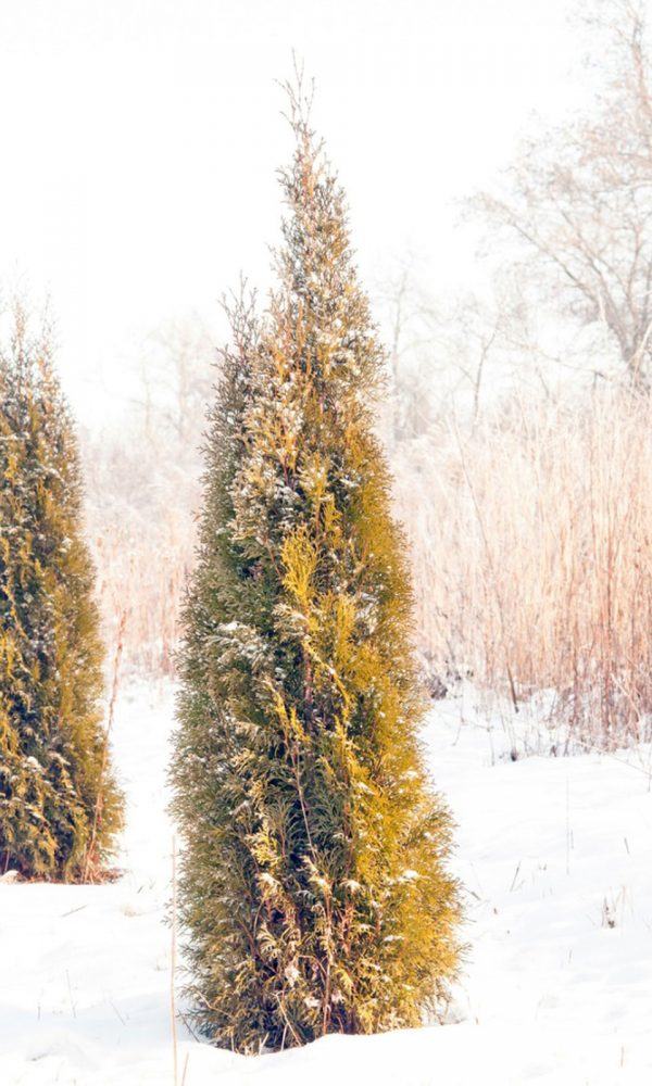 Rengarenk Kış Ağaçları: Kış Kozalaklı Renginden Yararlanmak
