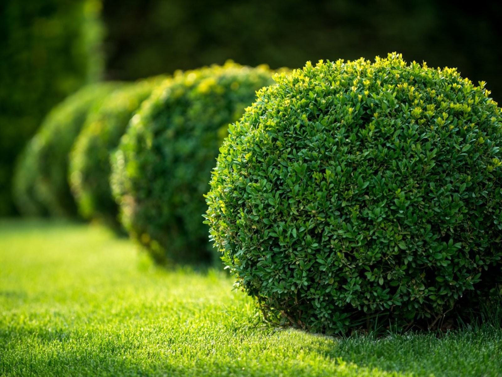 Evergreen Bahçe Tasarımı – Evergreen Bahçe Nasıl Büyütülür