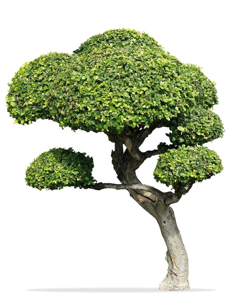 Fukien Çay Ağacı Bonsai: Fukien Çay Ağacı Nasıl Yetiştirilir