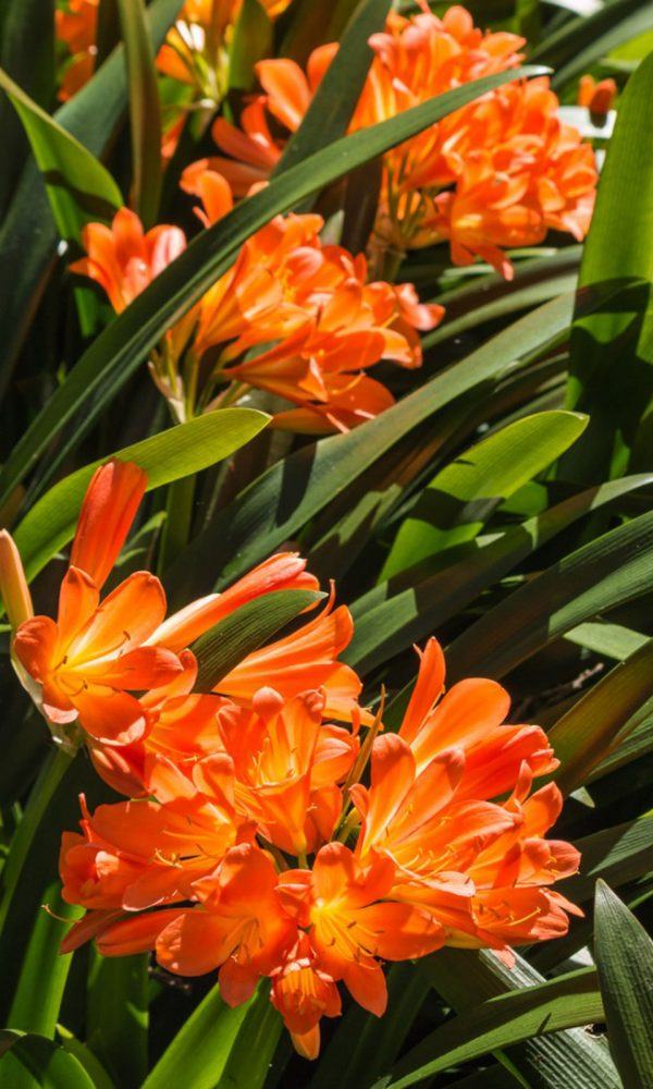 Clivia'mdaki Sorun Ne: Clivia Bitkileriyle İlgili Sorunları Teşhis Etme