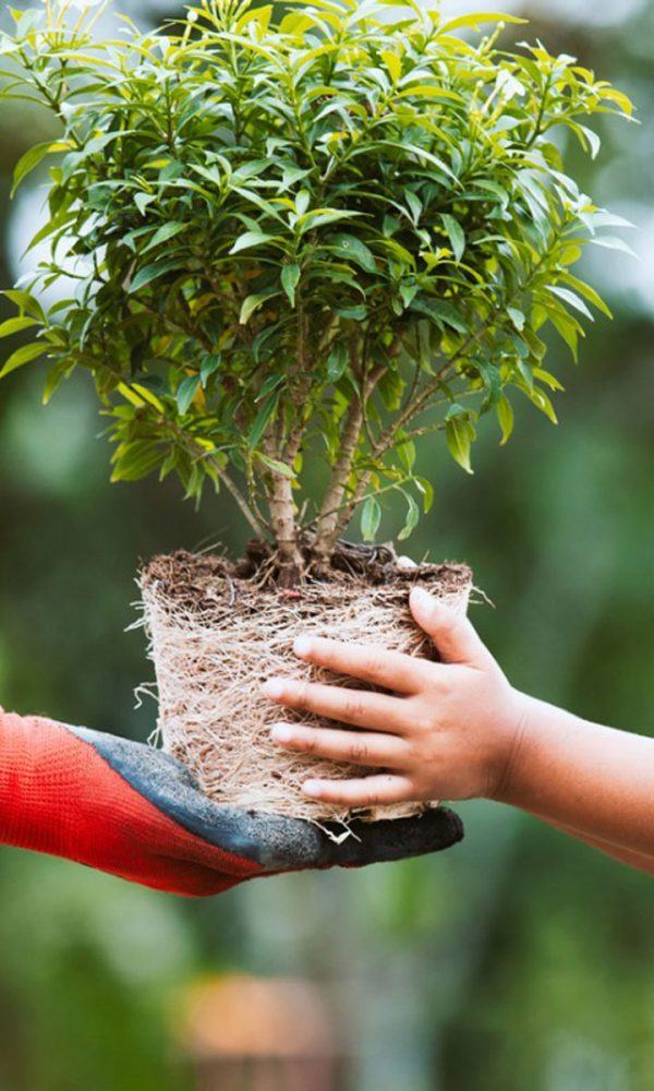 Bitki Bağışı Bilgisi: Bitkileri Başkalarına Vermek