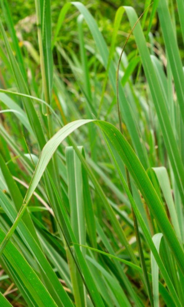 Gamagrass Nedir – Doğu Gamagrass Tohumu Nasıl Ekilir