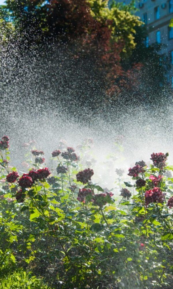 Bahçe Sulama Sistemleri – Bitkiler İçin Sulama Sistemi Seçimi