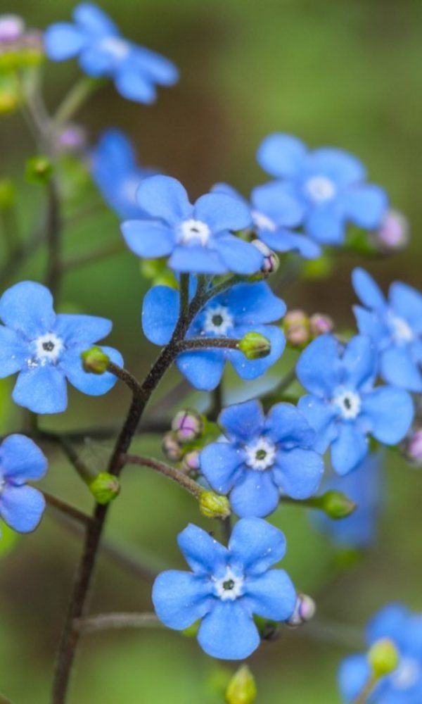 Çiçekli Havuz Bitkileri – Büyüyen Su Çiçekleri