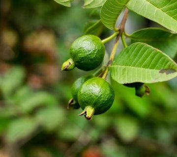 Isıya Dayanıklı Meyveler – Sıcak Havalarda Meyve Yetiştirme