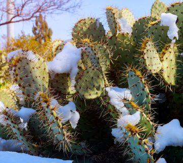 Cold Hardy Cacti: Soğuk İklimler İçin Kaktüs Çeşitleri