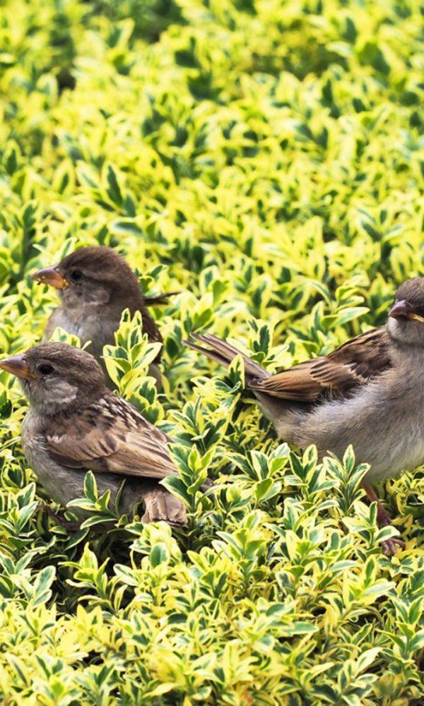 Kuş Dostu Bir Çit Oluşturma – Kuşlar İçin Bir Gizlilik Ekranı Büyütün