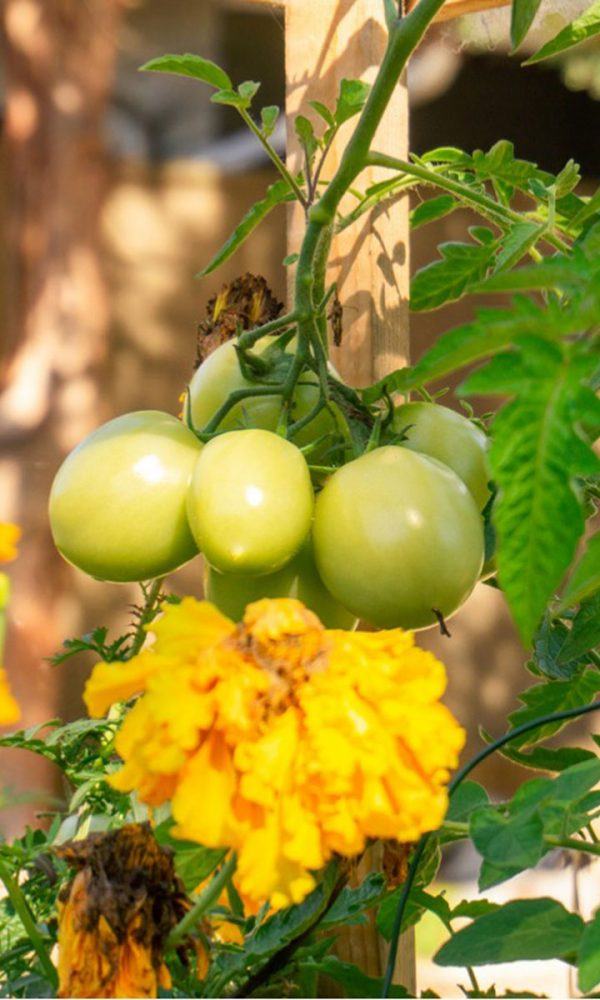 Saksıda Sebzeler ve Çiçekler – Süs Bitkileri ile Büyüyen Gıda Bitkileri