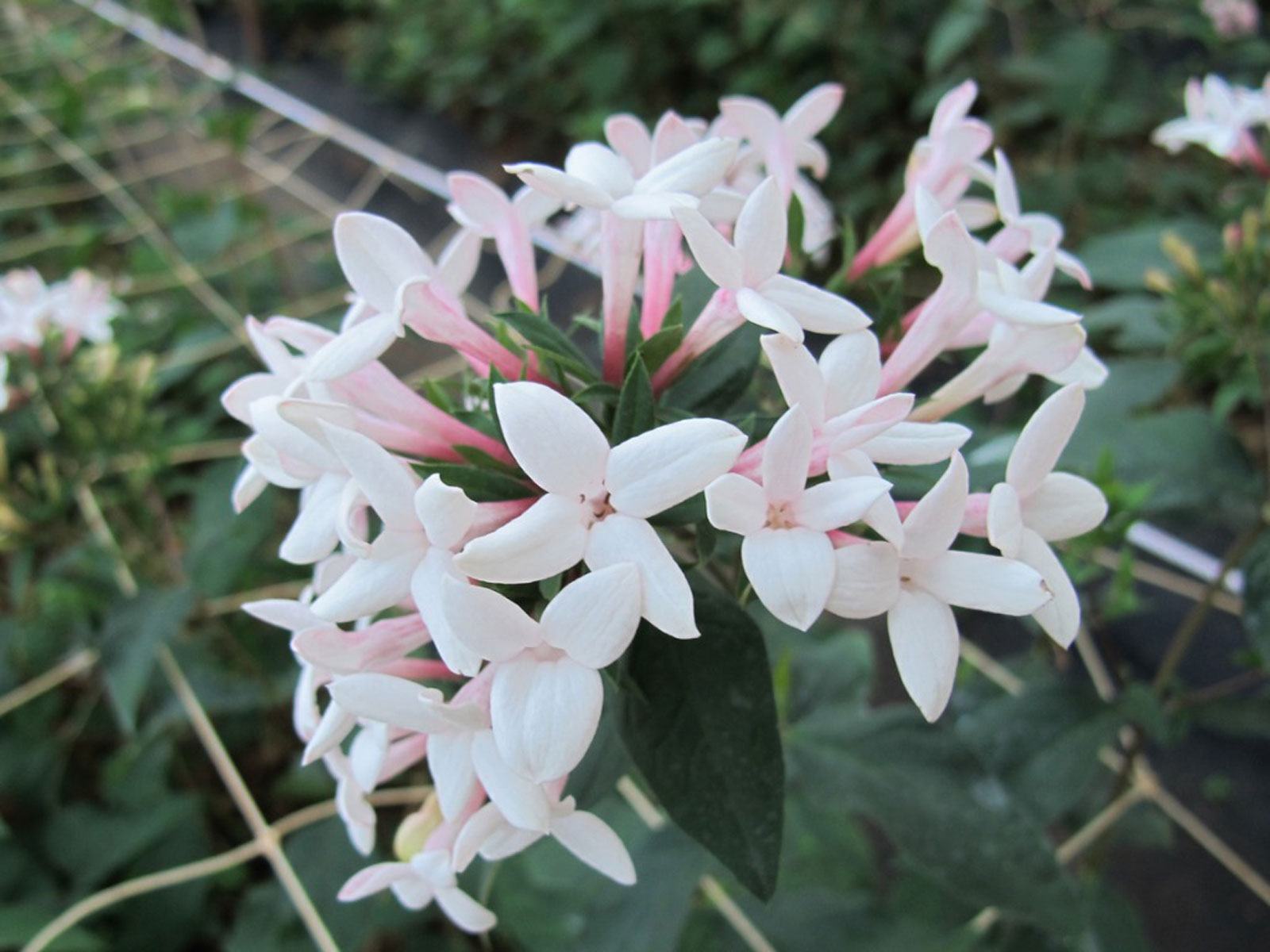 Alaska Houseplants Alaska'da Kış Bahçesi Türkiye nin Sukulent ve