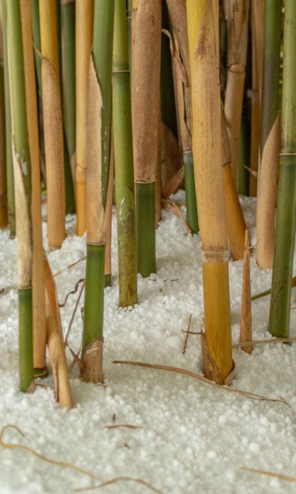 Bambu Kış Bakımı – Bambu Bitkilerini Kışa Nasıl Ayırırsınız