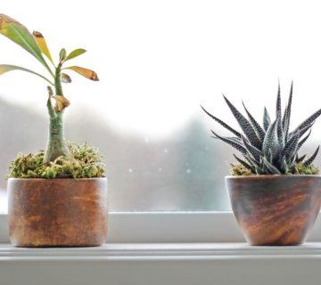 Ev Bitkilerim Çok Soğuk: Kışın Ev Bitkilerini Nasıl Sıcak Tutabilirim?