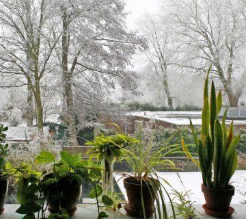 Kışın Ev Bitkileri Bakımı – Kış İçin Ev Bitkilerinin Hazırlanması
