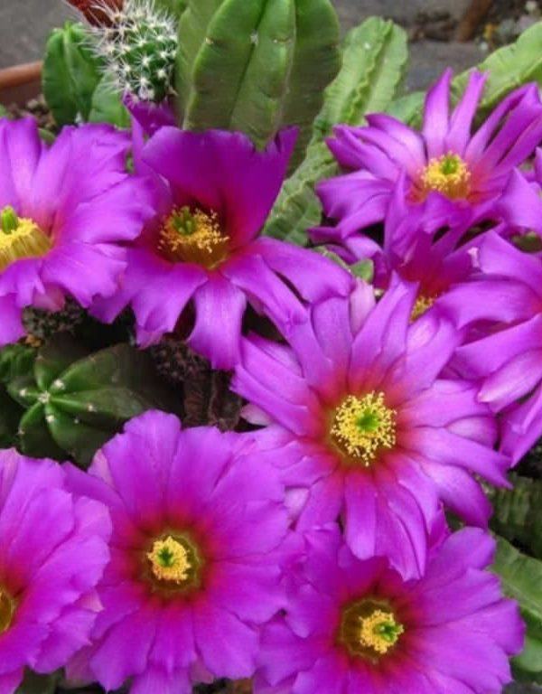 Echinocereus viereckii subsp. morricalii Sukulent