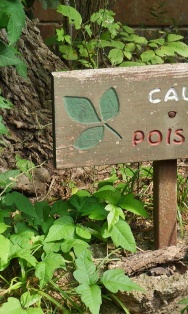 Poison Ivy Tedavileri: Poison Ivy Ana Çözüm İpuçları