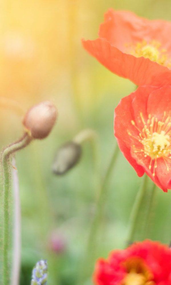 Gaziler İçin Bitkiler – Gazileri Çiçeklerle Onurlandırmak