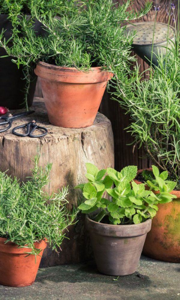 Otlarla Bahçecilik – Bitki Bahçesi İpuçları ve Püf Noktaları