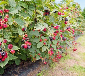 Ebedi Bitkiler: Ebedi Meyve Çeşitlerini Öğrenin