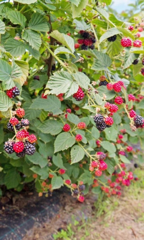 Ebedi Bitkiler: Ebedi Meyve Çeşitlerini Öğrenin