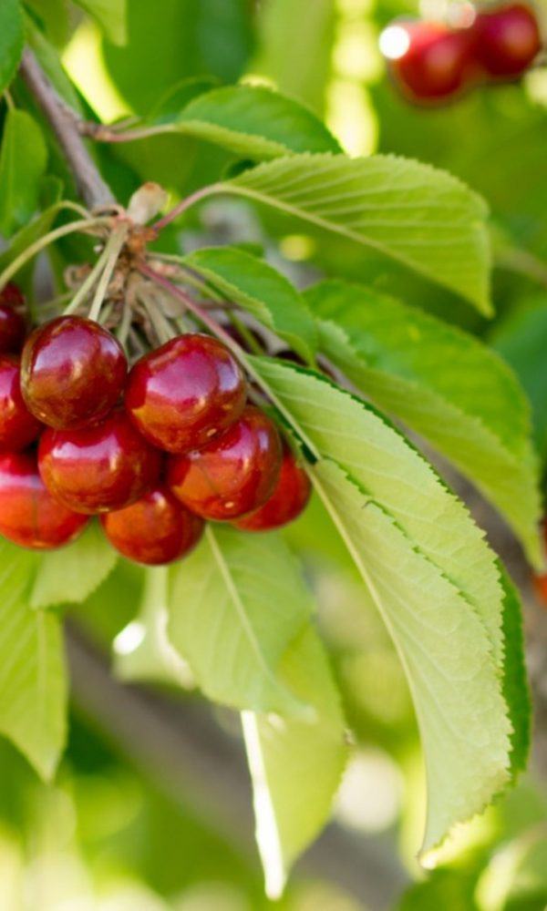 Kırmızı Meyve Bahçesi Dikin: Kırmızı Etli Meyve Yetiştirmek
