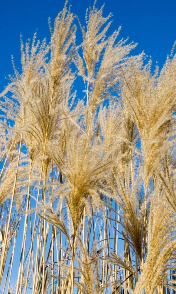 Silver Feather Maiden Grass Bilgi – Silberfeder Grass Nasıl Yetiştirilir