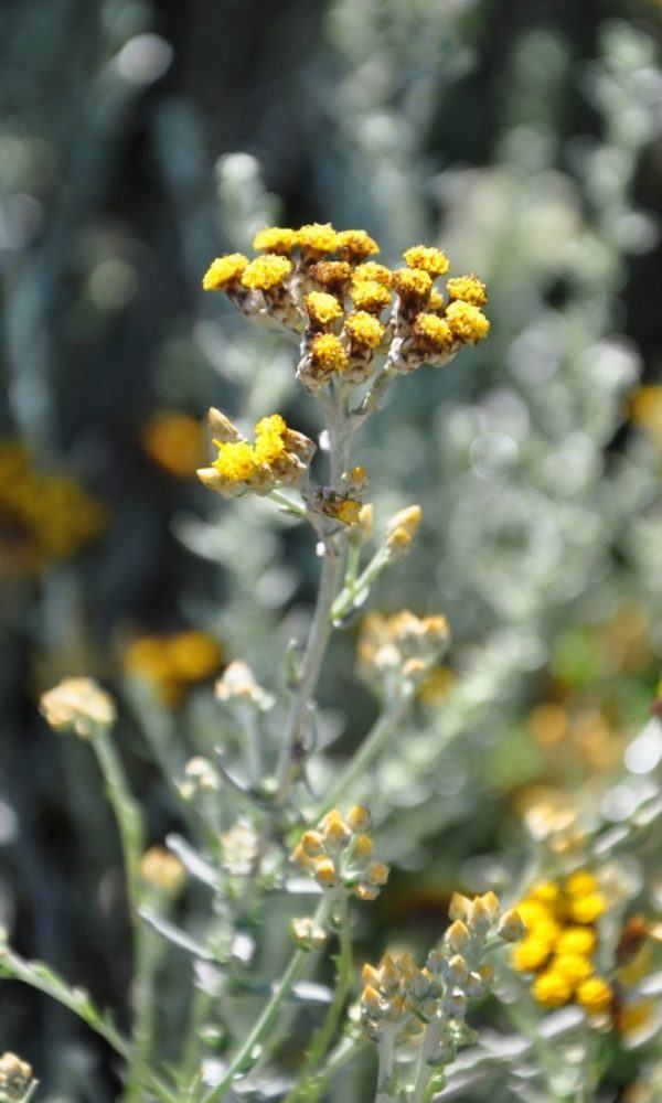 Silver Spike Grass Nedir – Büyüyen Helichrysum Silver Spike Grass