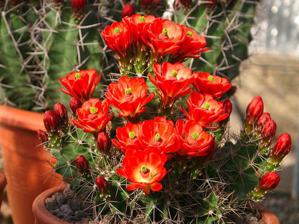 Echinocereus coccineus (Kzl Kirpi Kakts) Sukulent - Trkiye nin Sukulent  ve Kakts Marketi!